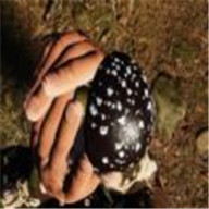 蘑菇采集模拟器